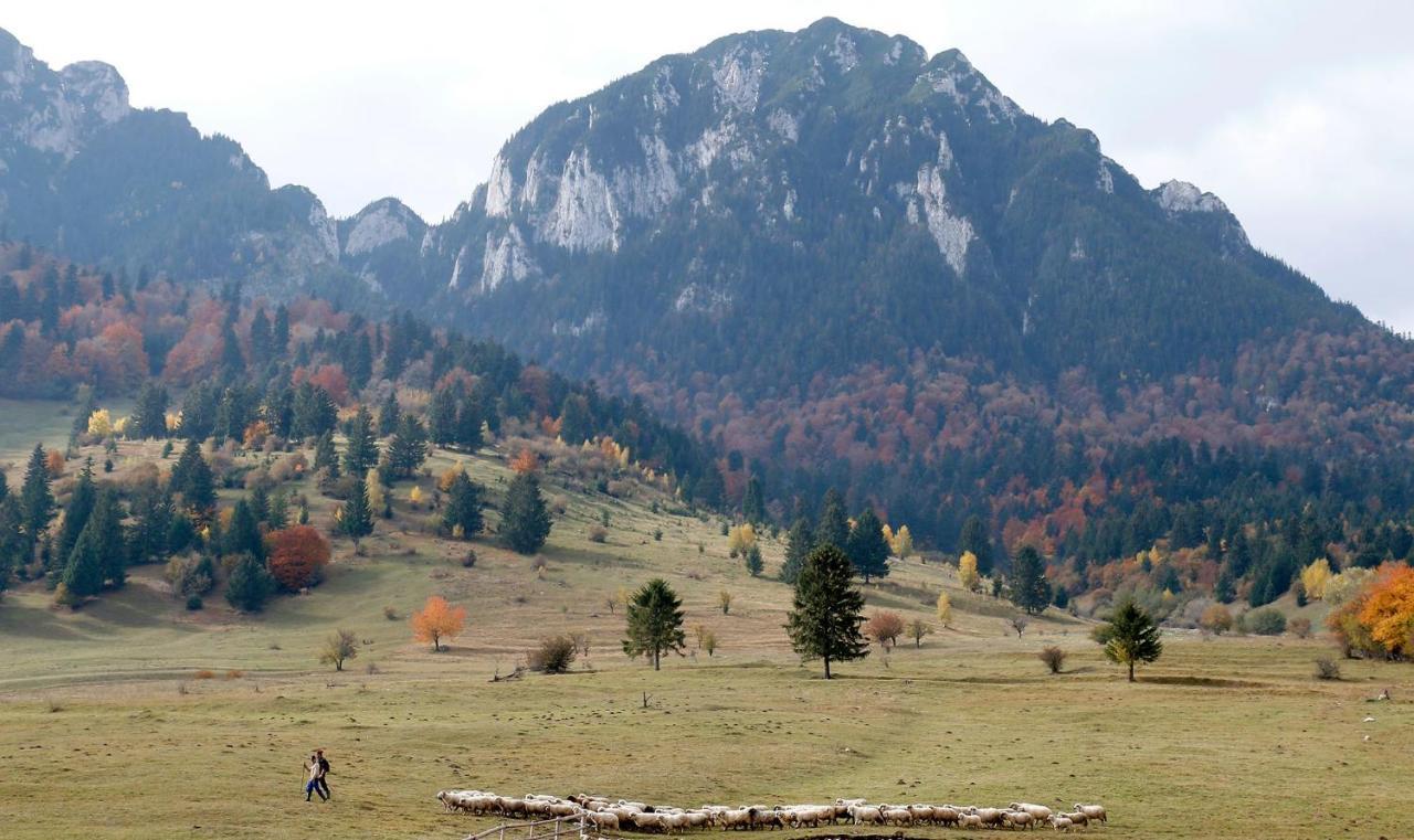Taverna Pietrei Craiului Zărneşti 外观 照片